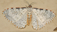 Caloschemia pulchra