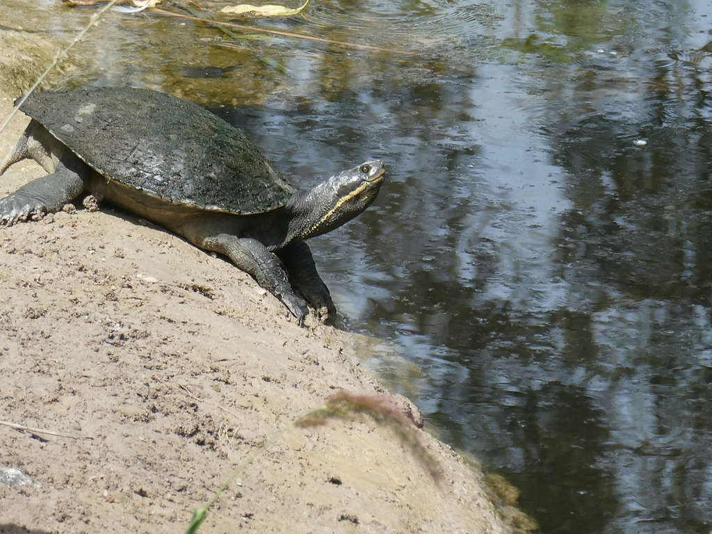 Macquarie Turtle from Brisbane QLD, Australia on March 7, 2024 at 10:15 ...