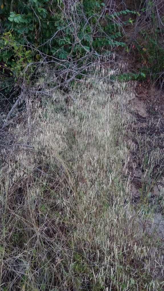 Eragrostis gangetica (Eragrostis gangetica)