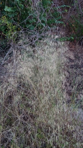 slimflower lovegrass (Eragrostis gangetica)