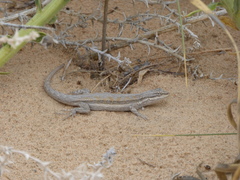 Urosaurus graciosus