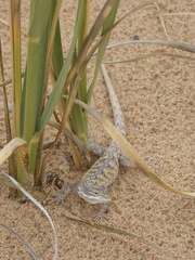 Urosaurus graciosus