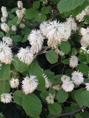 Fothergilla