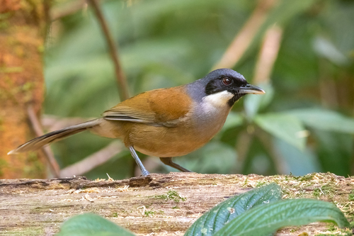 White-cheeked Laughingthrush (Pterorhinus vassali), photo 8