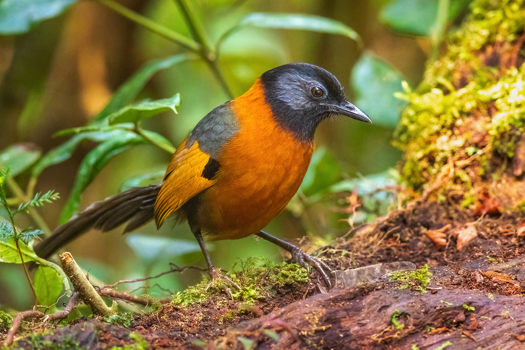 Collared Laughingthrush photo