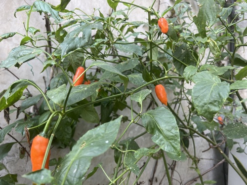 Pimenta-de-cheiro