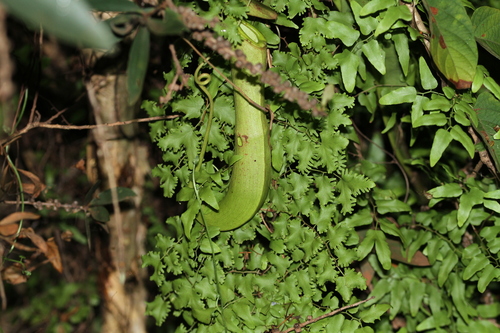 Nepenthes mirabilis
