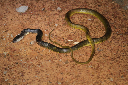 Malaysian Brown Snake