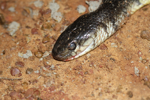 Malaysian Brown Snake
