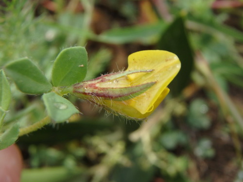 Image of Lotus edulis by (c) Daniel Cahen, some rights reserved (CC BY)