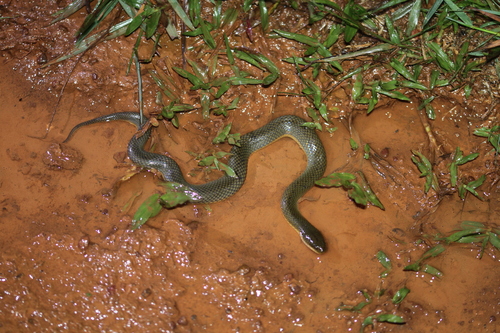 Rice Paddy Snake