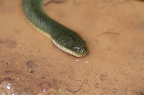 Rice Paddy Snake