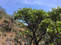 Arctostaphylos glauca