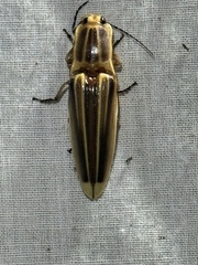 Semiotus ligneus image