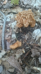 Gyromitra korfii