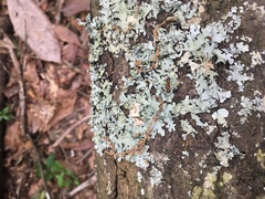 Camponotus snellingi