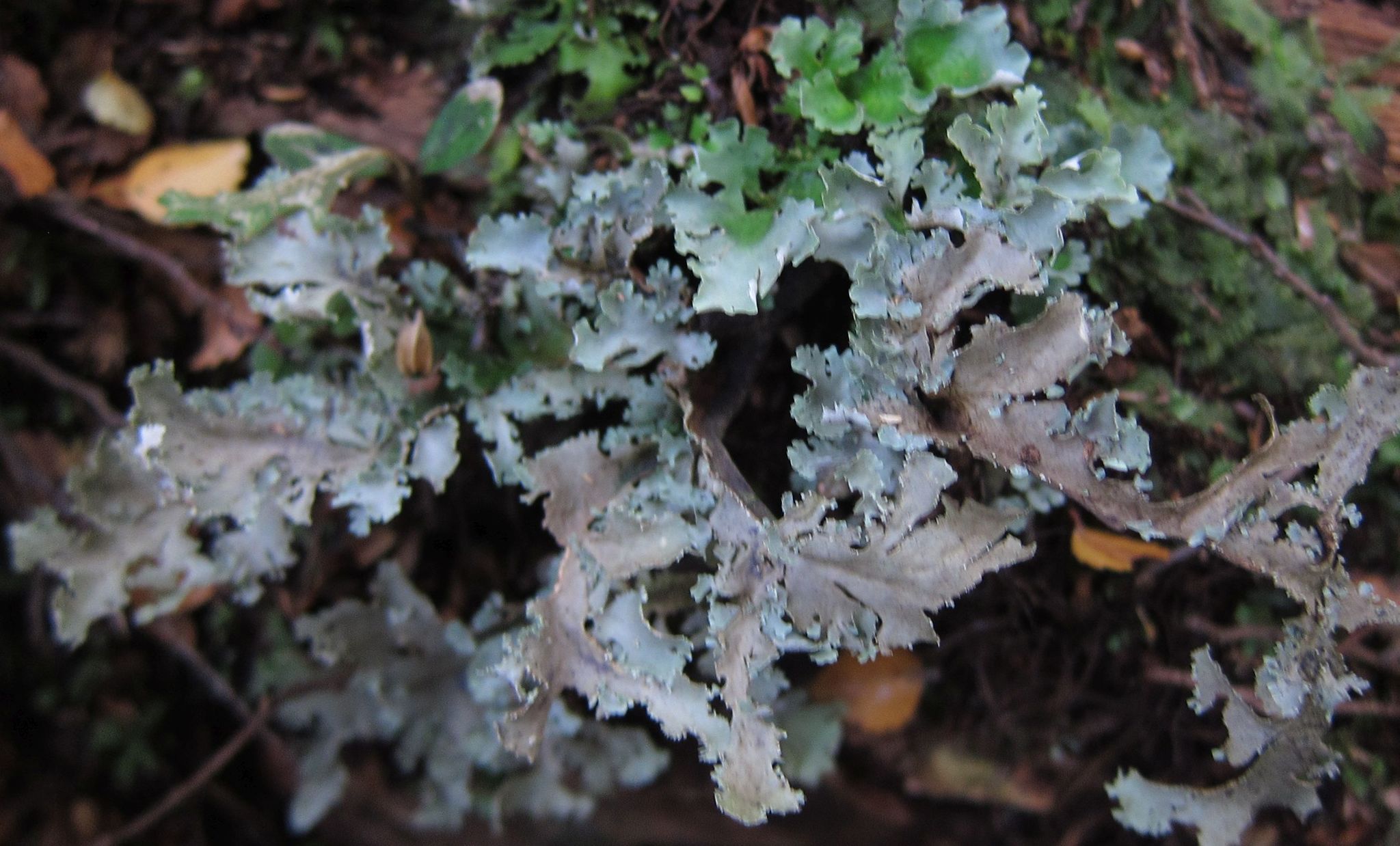 Pseudocyphellaria glabra image