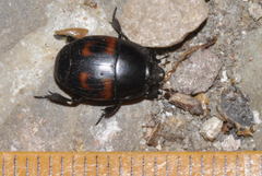 Hister quadrimaculatus