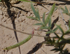 Astragalus nuttallianus austrinus