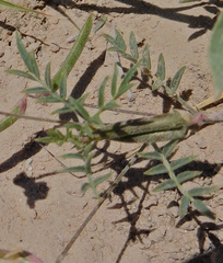 Astragalus nuttallianus austrinus
