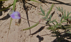 Astragalus nuttallianus austrinus
