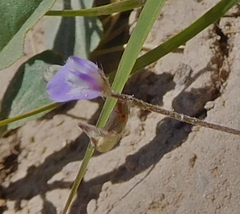 Astragalus nuttallianus austrinus