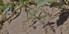 Astragalus nuttallianus austrinus