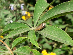 Sordana sordida
