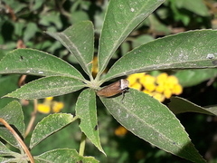 Sordana sordida