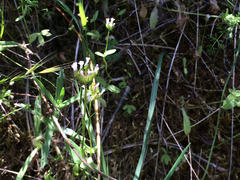 Plectritis ciliosa