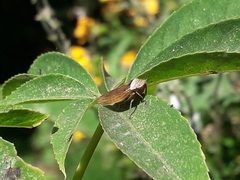Sordana sordida