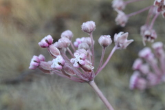 Asclepias senecionifolia