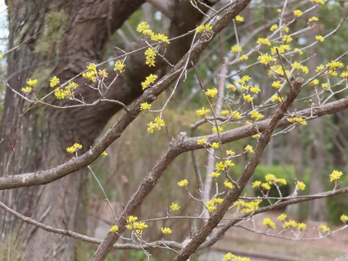 Cornus officinalis
