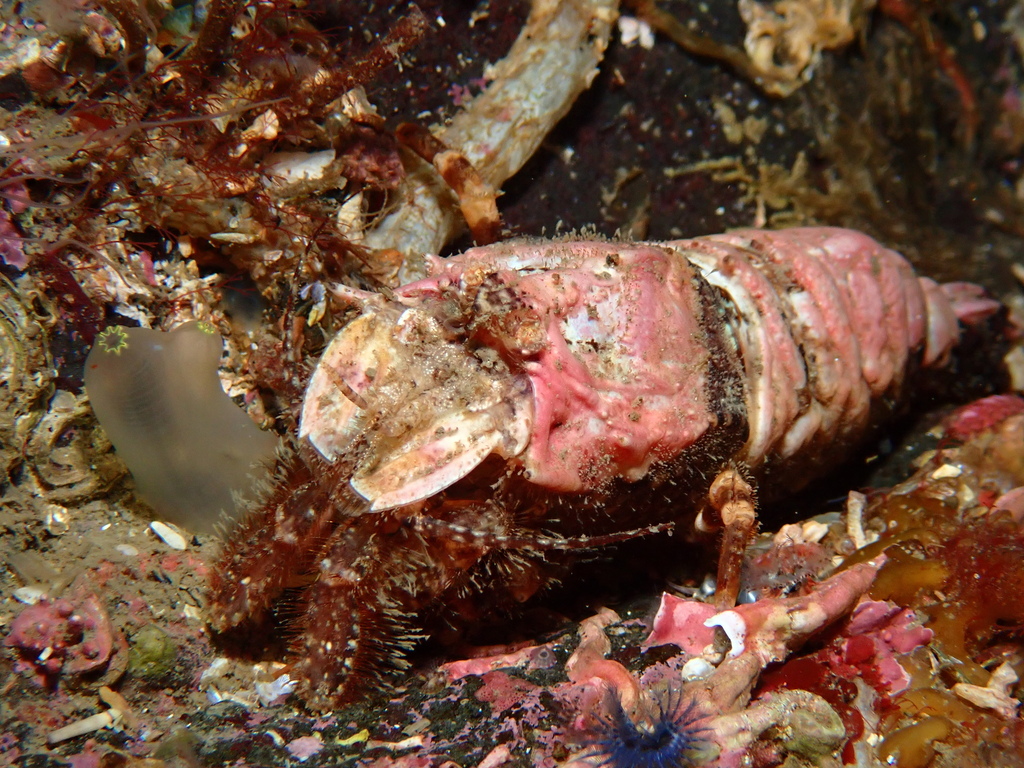 Sculptured Shrimp