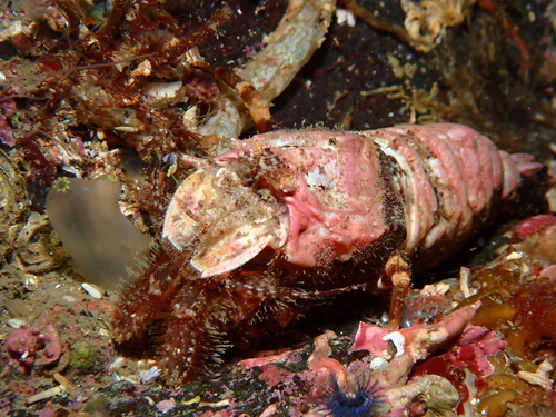 Sclerocrangon