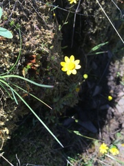 Crocidium multicaule