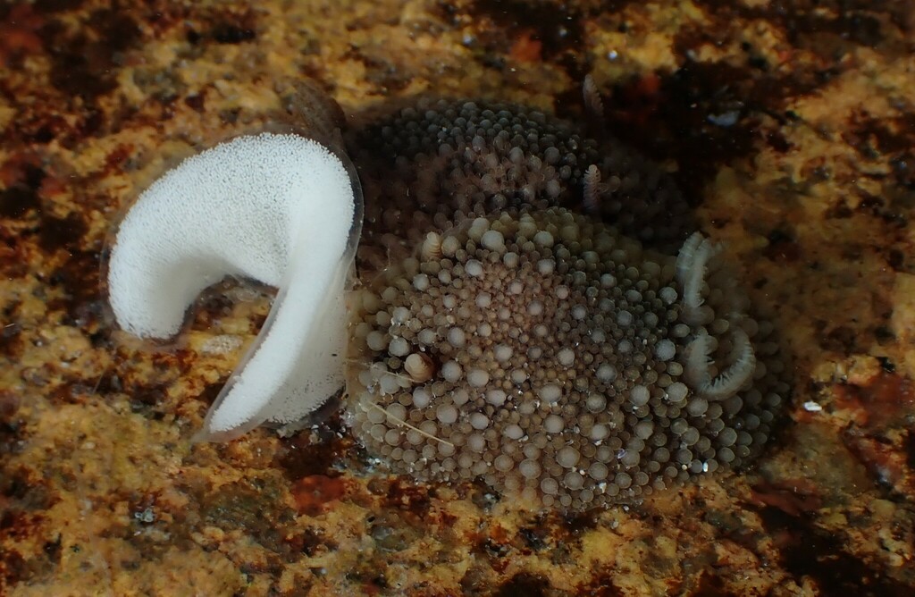 barnacle-eating dorid from Scarborough, ME, USA on March 6, 2024 at 02: ...