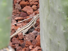 Sceloporus variabilis marmoratus