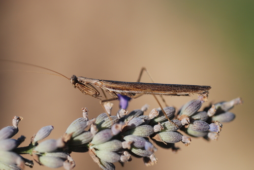 Grey Mantis photo 3