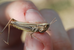 Euchorthippus elegantulus