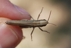 Euchorthippus elegantulus