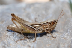 Euchorthippus elegantulus