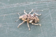 Colecerus marmoratus