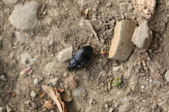 Abax ovalis