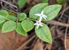 Carissa bispinosa