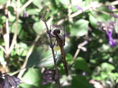 Erythrodiplax melanorubra