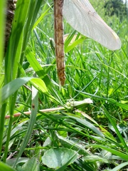 Cordulegaster maculata