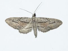 Eupithecia placidata
