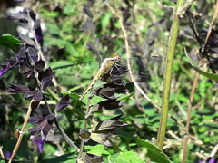 Erythrodiplax melanorubra