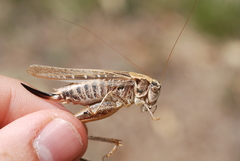 Platycleis affinis